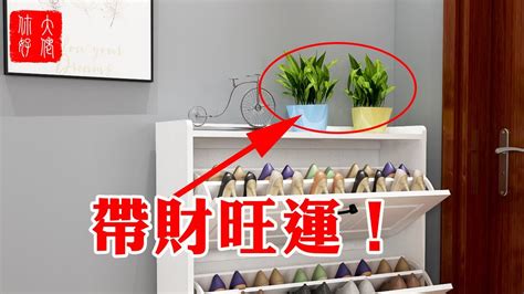 嚳 粵音 鞋櫃上可以放什麼植物